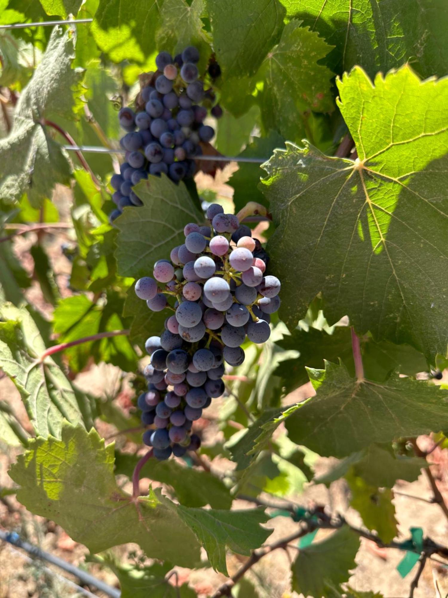 Sol del Valle de Guadalupe Esterno foto